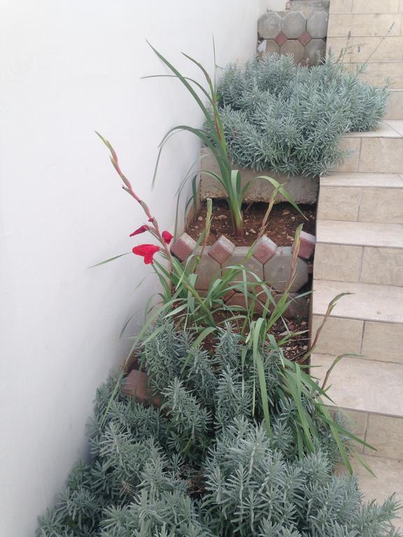 Mimice Bay Apartments Εξωτερικό φωτογραφία